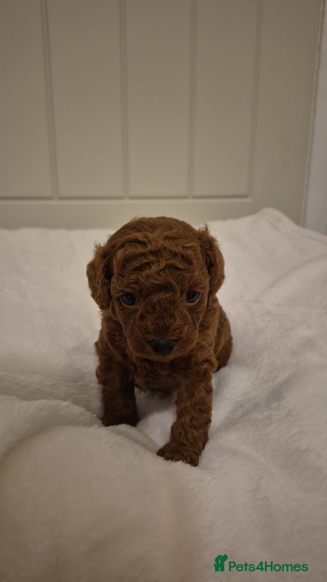 Cavapoo dogs ⭐️Beautiful deep red toy cavapoo⭐️ - Advert 8