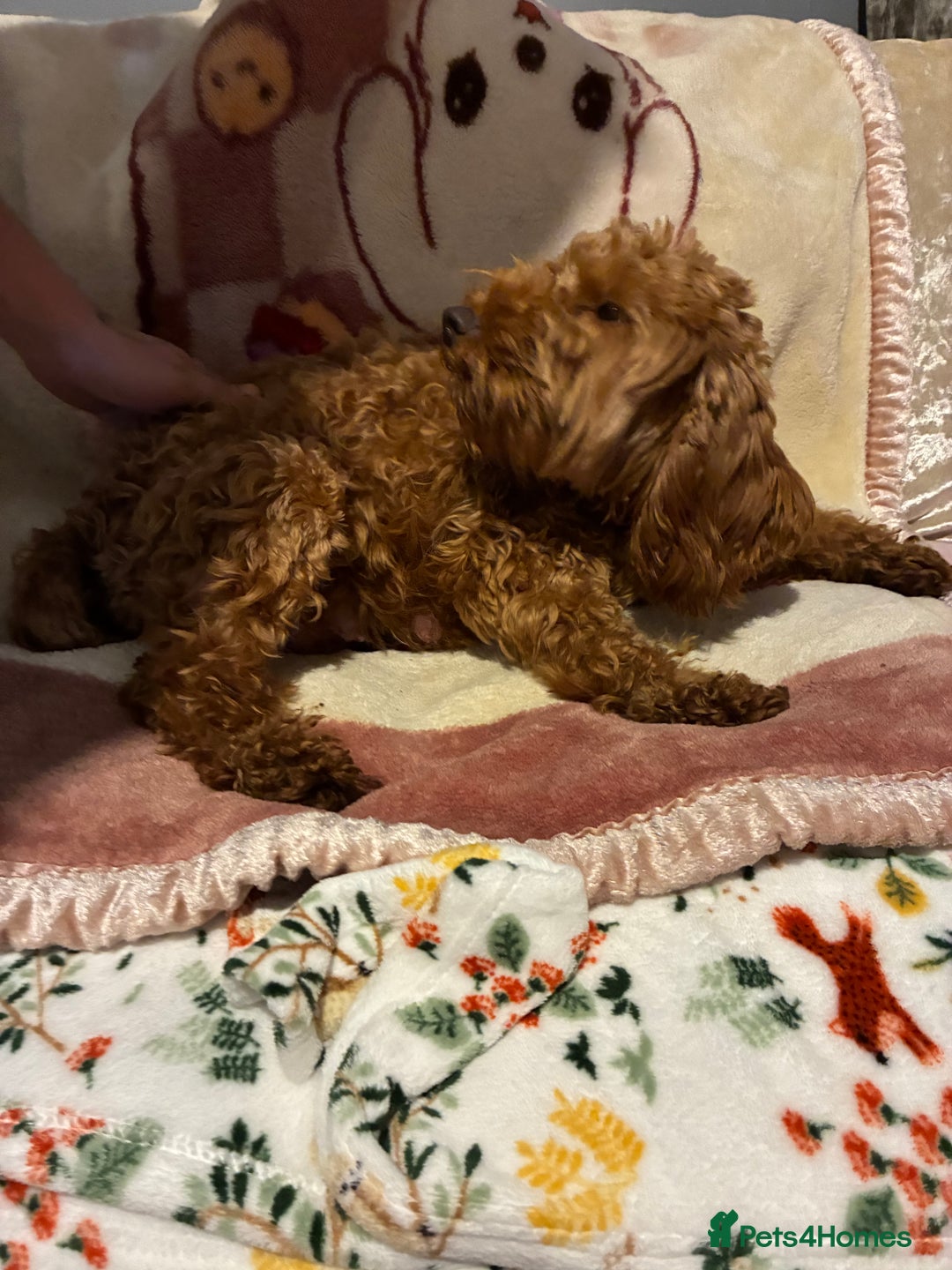 Cockapoo dogs for sale: Cockapoo puppy’s  - Advert 18