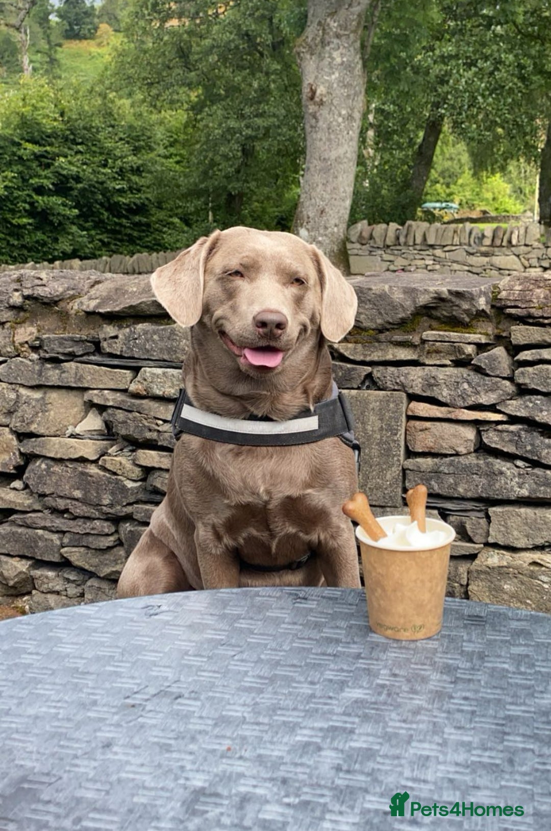 Labrador Retriever dogs for sale: Silver Labrador pups  - Advert 2