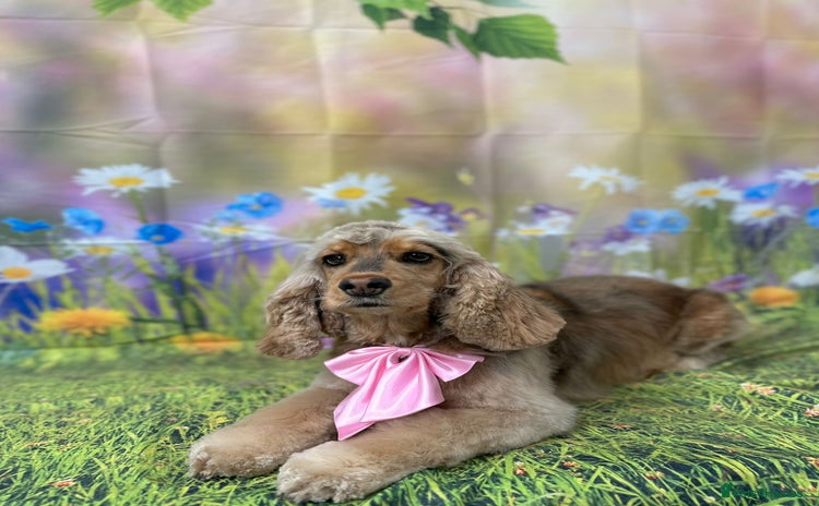 Cocker Spaniel dogs Show type cocker spaniel Puppies  - Advert 15