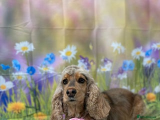 Cocker Spaniel dogs Show type cocker spaniel Puppies - Advert 7