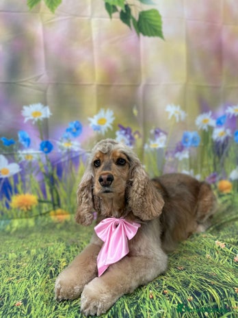 Cocker Spaniel dogs Show type cocker spaniel Puppies - Advert 15