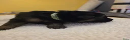 German Shepherd dogs for sale: 🐾 STUNNING GERMAN SHEPHERD PUPPIES FOR SALE** 🐾 - Advert 6