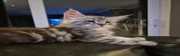 Maine Coon cats for sale: Amazing mainecoons. - Advert 3