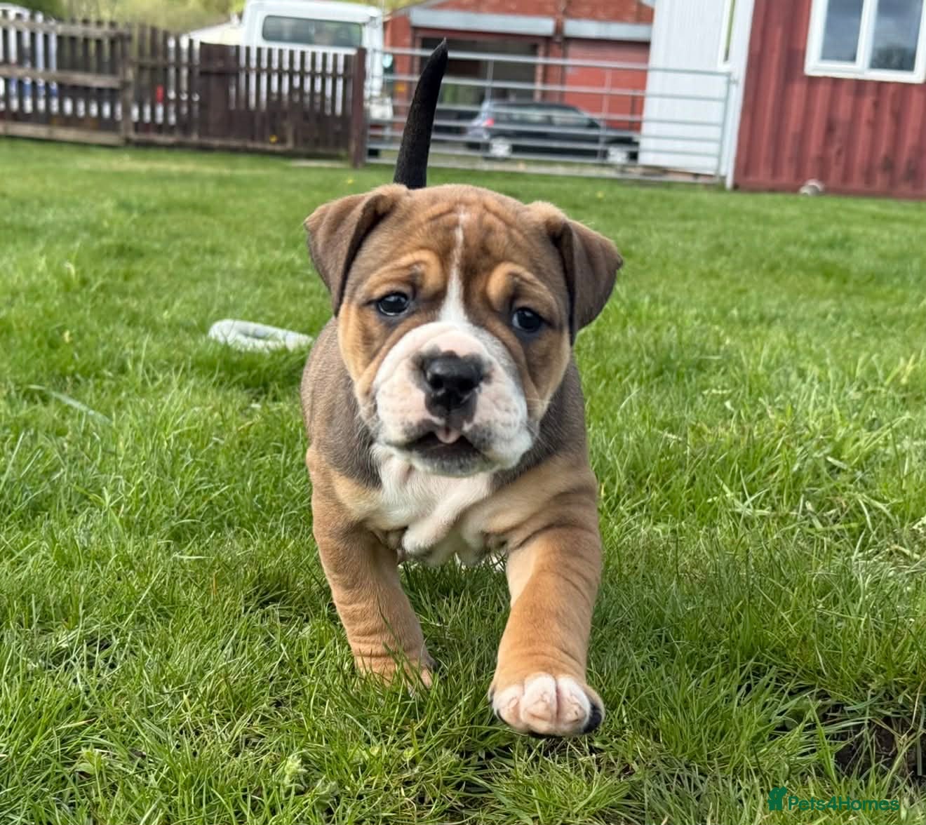 Olde English Bulldogge dogs Olde english bulldogee READY NEXT WEEK - Advert 1