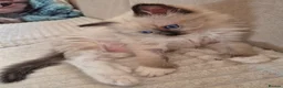 Ragdoll cats for sale: Beautifull ragdoll - Advert 21