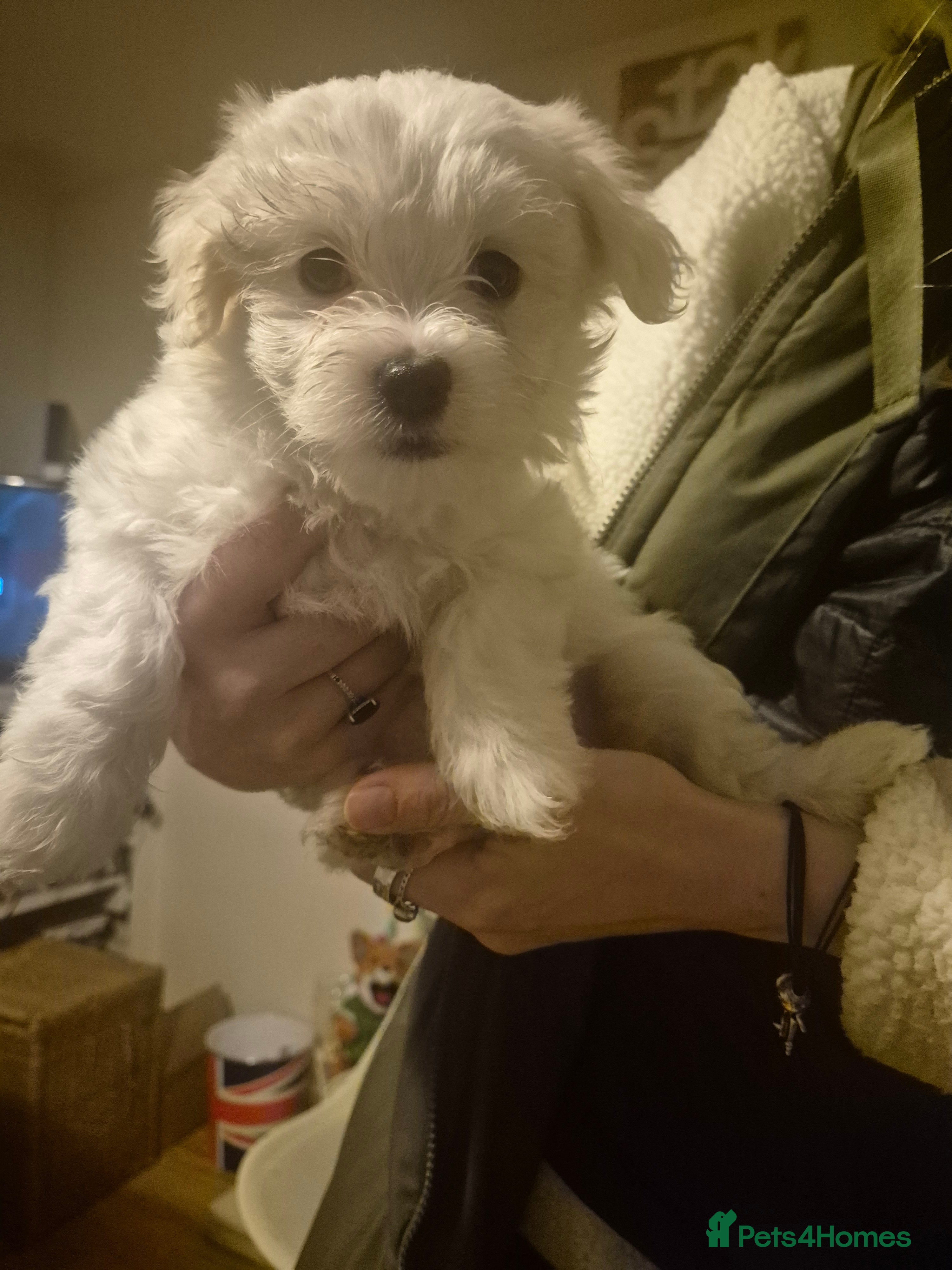 Mixed Breed dogs LAST PUPPY STUNNING RARE COTONESE  - Advert 2