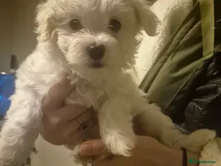 Mixed Breed dogs LAST PUPPY STUNNING RARE COTONESE - Advert 2