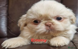 Shih Tzu dogs for sale: 6 Snow White Shih Tzu Pups.  - Image 11