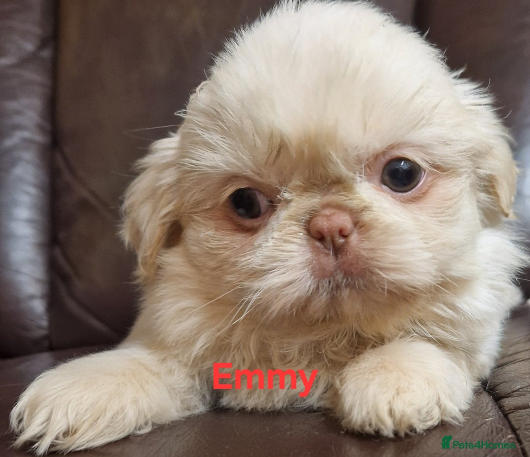 Shih Tzu dogs for sale: 6 Snow White Shih Tzu Pups.  - Image 11