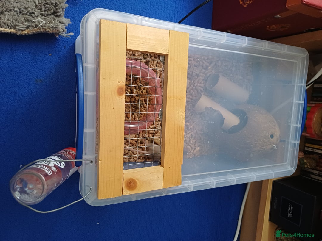 Mouse rodents for sale: 1 male and 4 female mice  - Image 1
