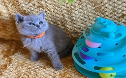 British Shorthair cats for sale: GCCF registered ChampionBloodline 5GENpedigree BSH - Image 9