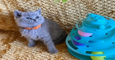 British Shorthair cats - Advert 5