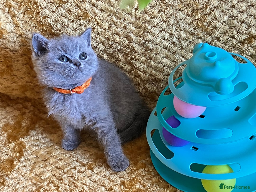 British Shorthair cats for sale: GCCF registered ChampionBloodline 5GENpedigree BSH - Image 9