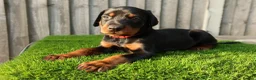 Dobermann dogs for sale: Quality European Dobermann Puppies - 2 Remaining - Advert 11