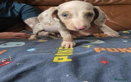 Dachshund dogs for sale: Beautiful Dachshunds - Image 7