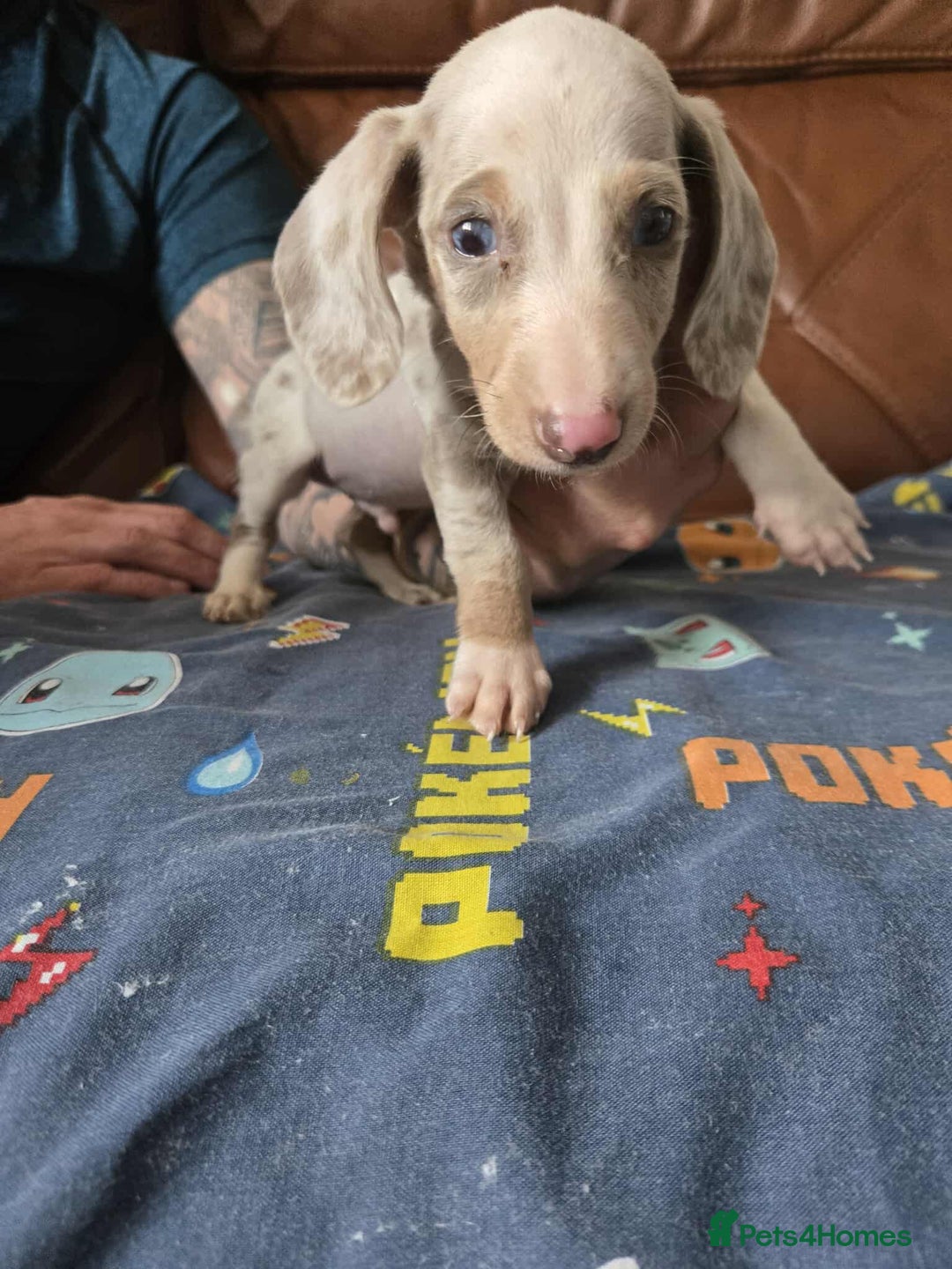 Dachshund dogs for sale: Beautiful Dachshunds - Image 7