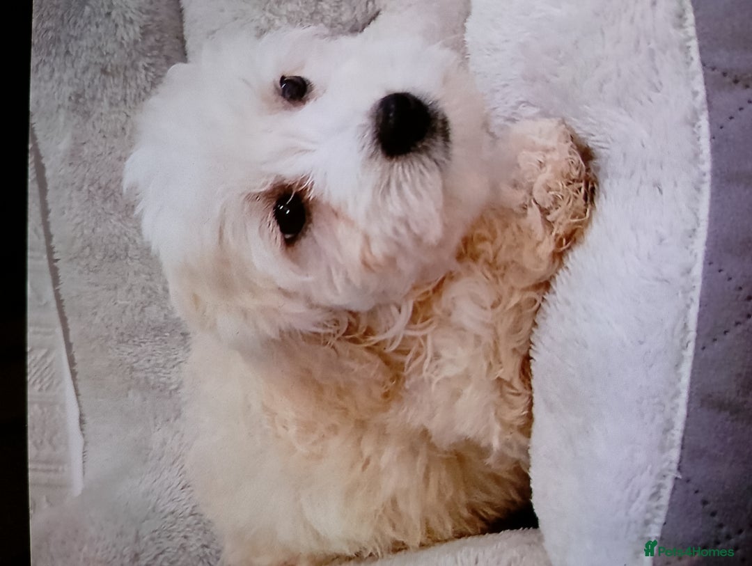 Maltipoo dogs for sale: Maltipoo puppies boy and girl available  - Image 4