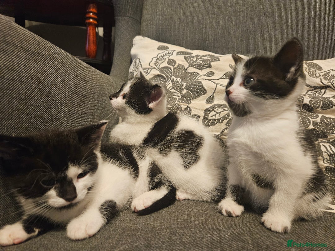 Mixed Breed cats for sale: Beautiful, playful kittens for sale - Image 3