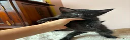 Bengal cats for sale: Beautiful Bengal kittens for sale in Chesterfield - Advert 16