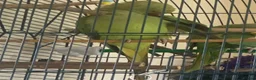 Ringnecks birds for sale: Female Indian ring neck parrot  in Harrogate - Advert 3