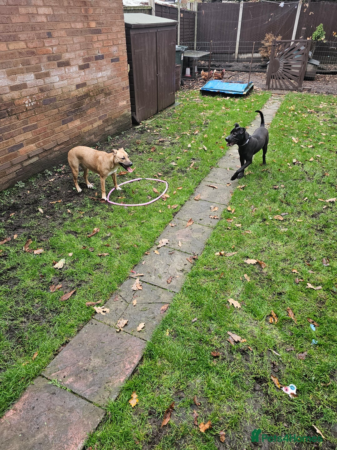 Mixed Breed dogs for sale: Mixed breed for sale - Advert 8