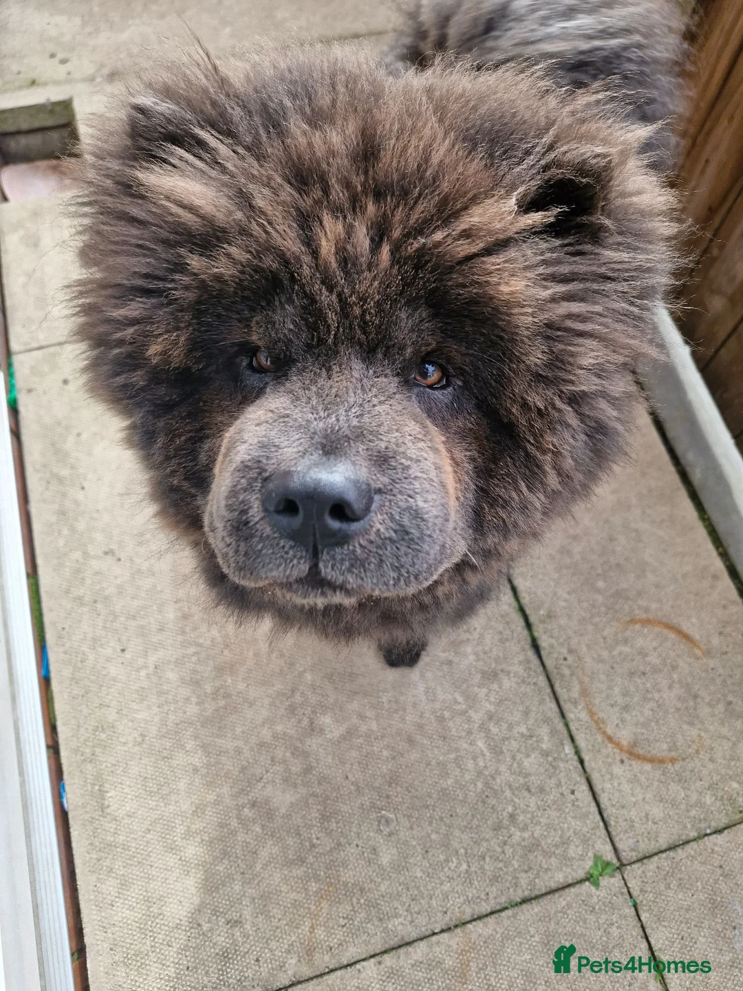 Chow Chow dogs for sale: Blue chow chow for sale - Advert 1