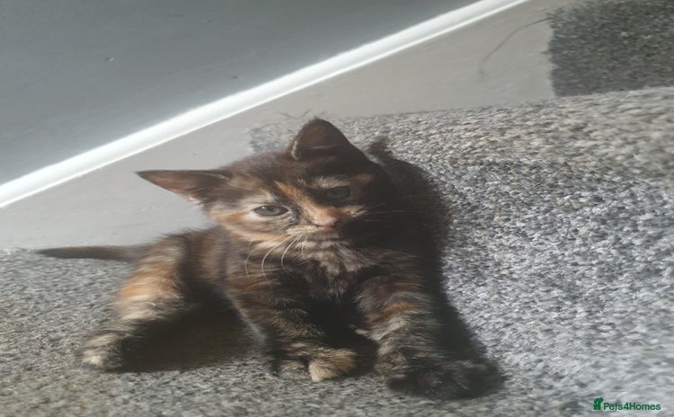 Mixed Breed cats - Advert 10