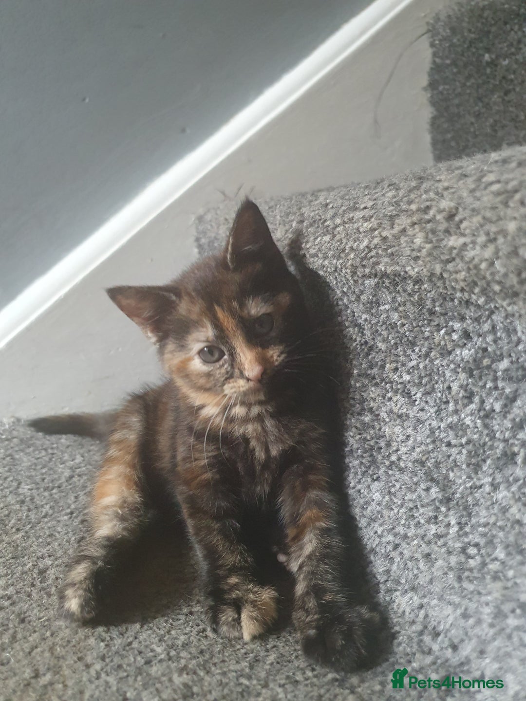 Mixed Breed cats for sale: Playful female kitten - Image 1