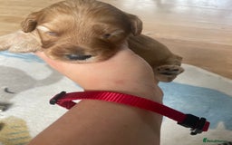 Cockapoo dogs for sale: Toy cockapoos f2b 5 gorgeous teddy bears - Image 3