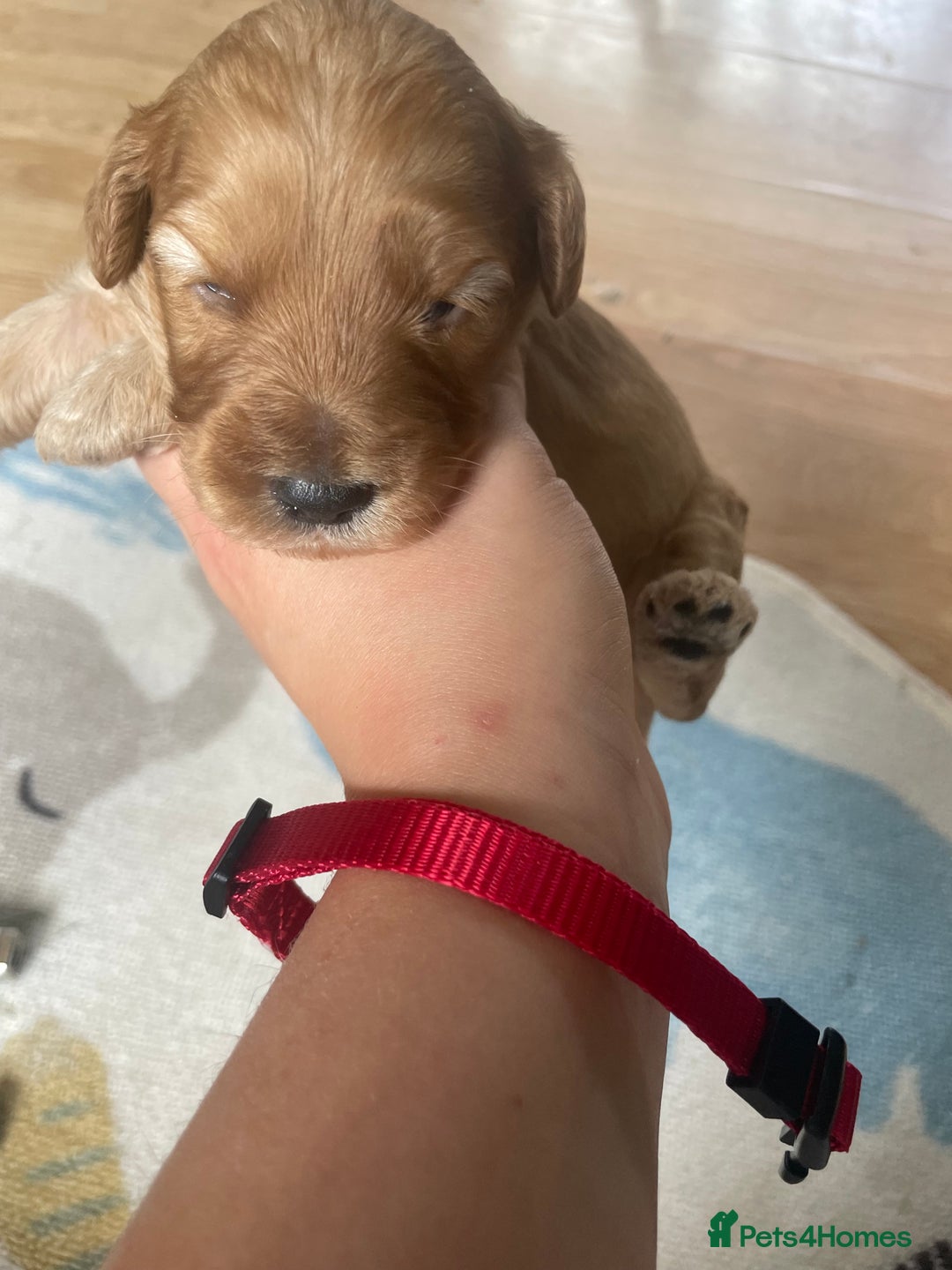 Cockapoo dogs for sale: Toy cockapoos f2b 5 gorgeous teddy bears - Image 3
