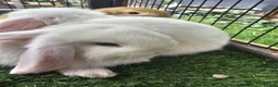 Mini Lop rabbits for sale: Beautiful Mini lops ❤️ - Advert 24
