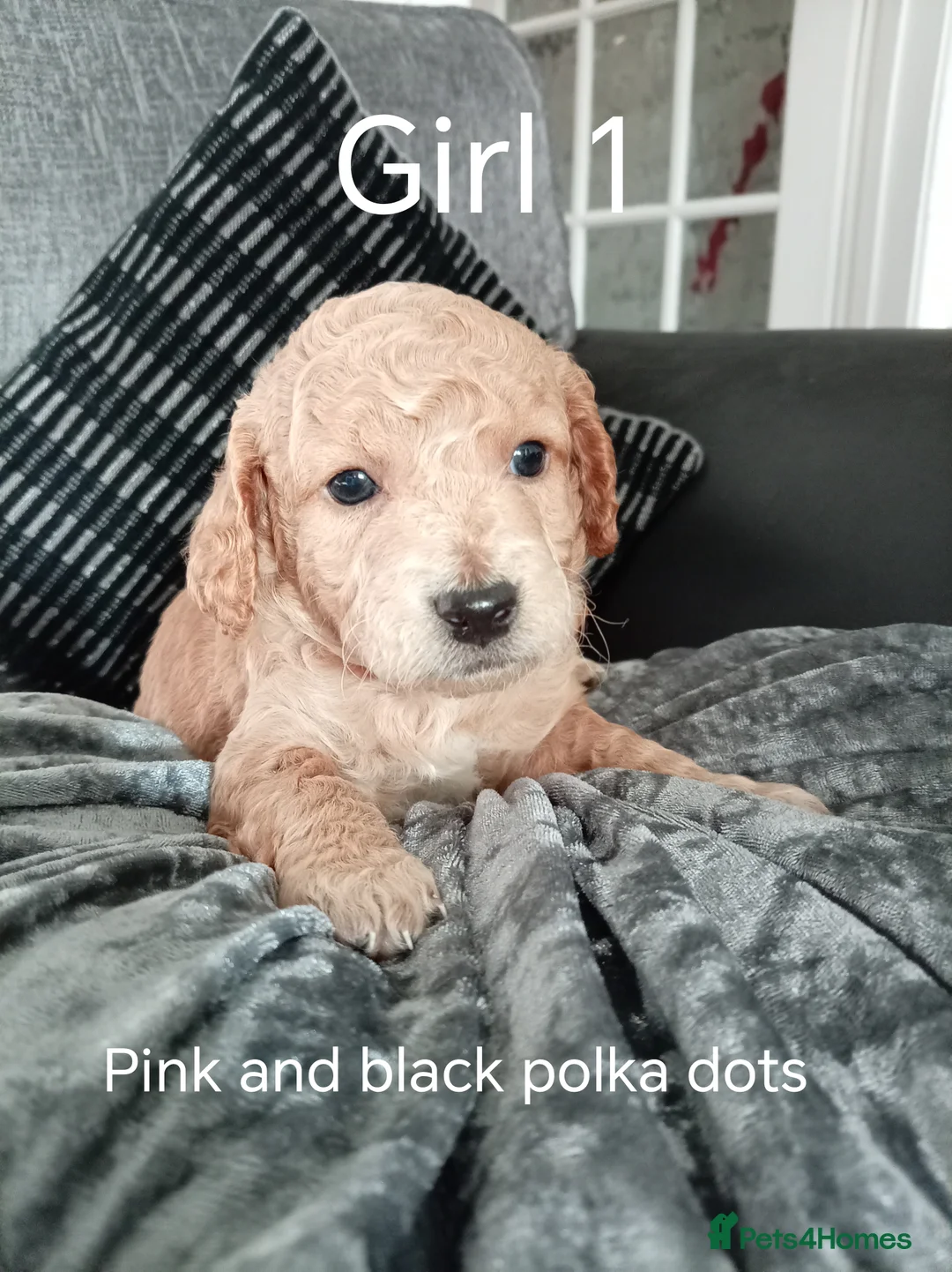 Cockapoo dogs for sale: 8 Beautiful Cockapoo Puppies - Advert 15