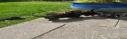 Miniature Dachshund dogs for sale: Gorgeous KC reg miniature dachshund puppies  - Advert 11