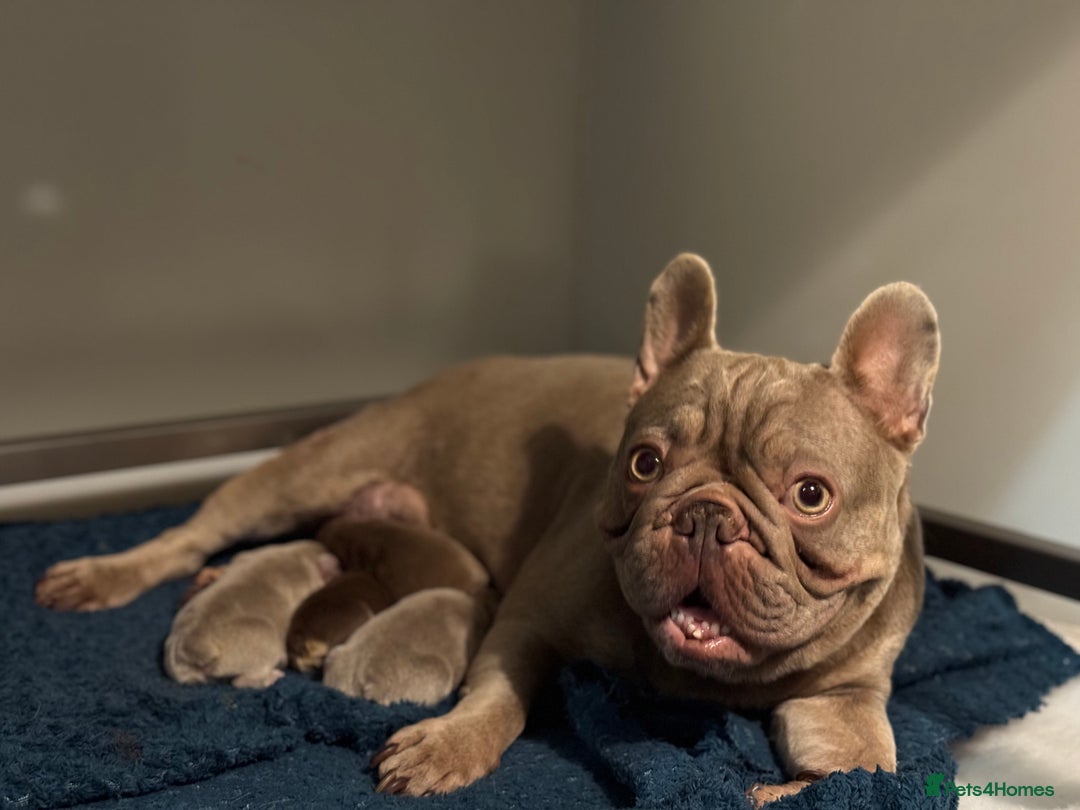 French Bulldog dogs for sale: Beautiful litter of 4 - Image 19