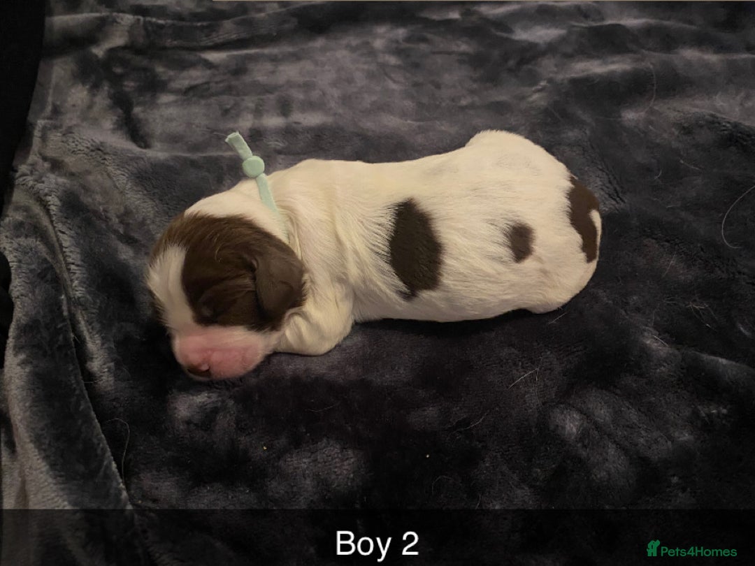 Cocker Spaniel dogs for sale: Working cocker spaniel puppies  - Advert 15