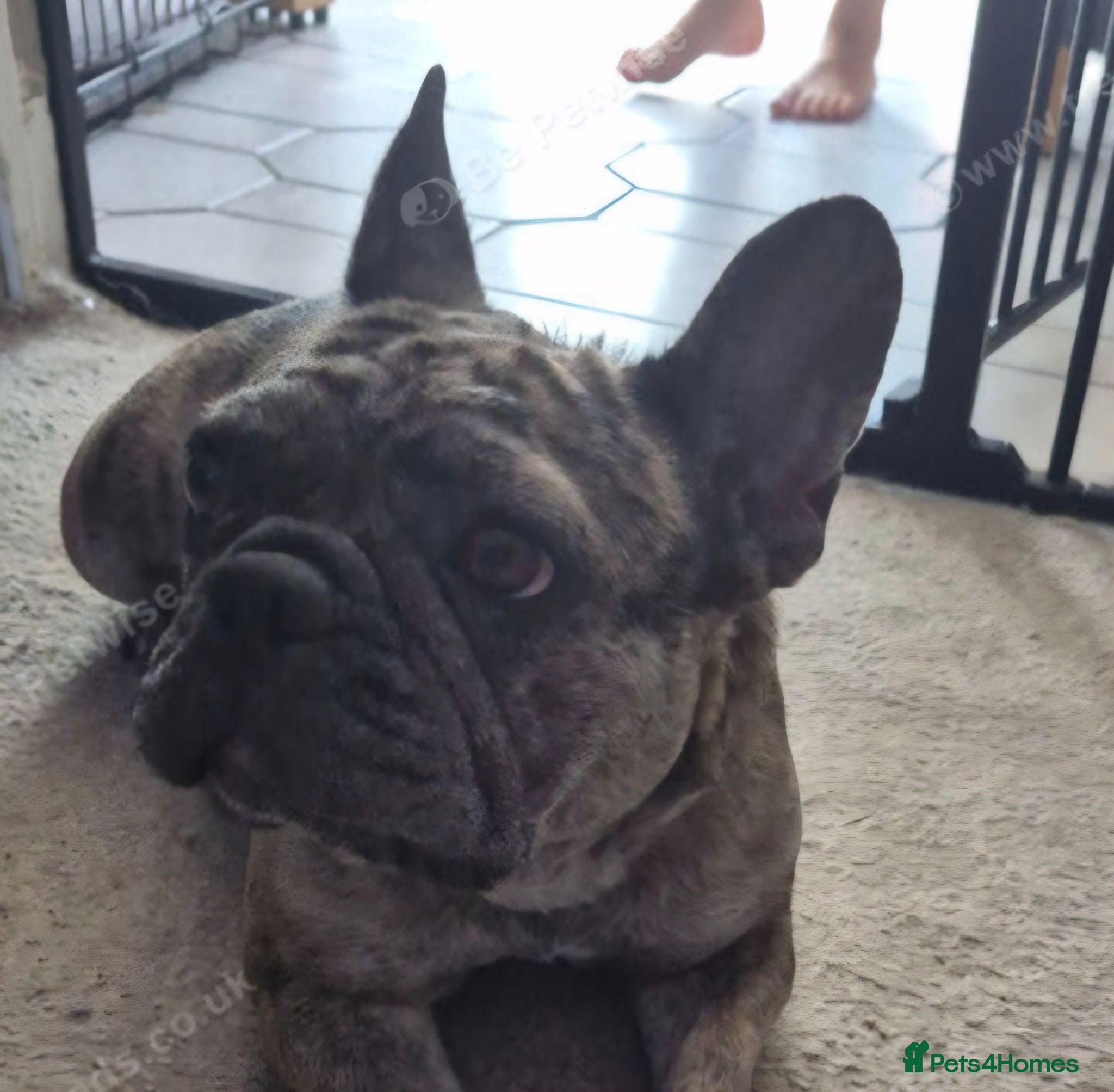 Mixed Breed dogs Beautiful Frenchie x English bulldog puppies - Advert 1