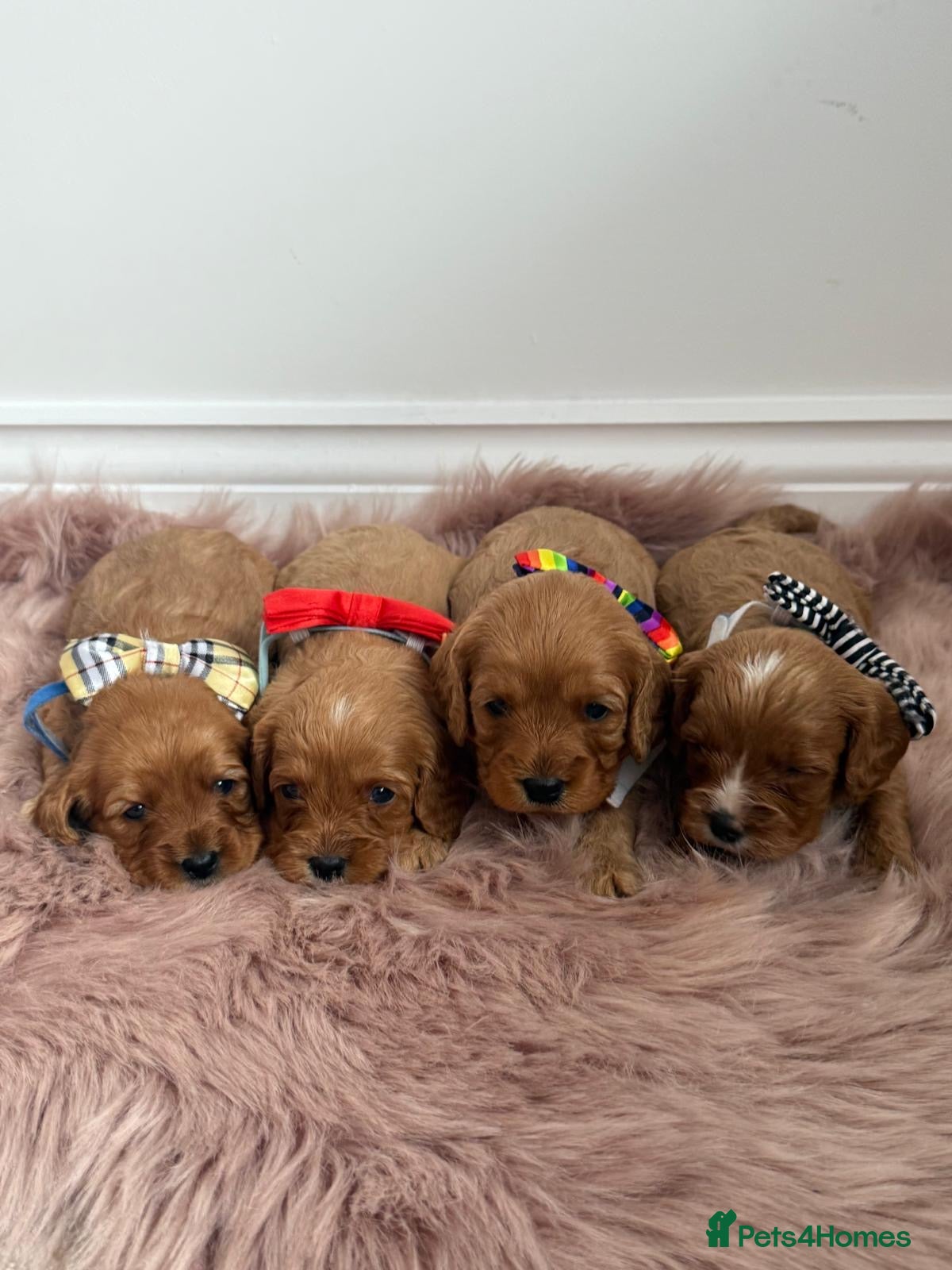 Cavapoo dogs F1 Cavapoo’s From Health Tested Parents 🧬 - Advert 1