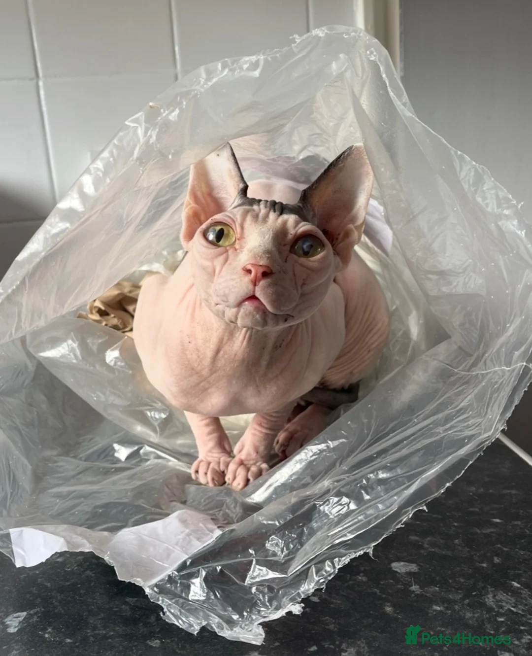 Sphynx cats for sale: Female sphynx - Advert 8