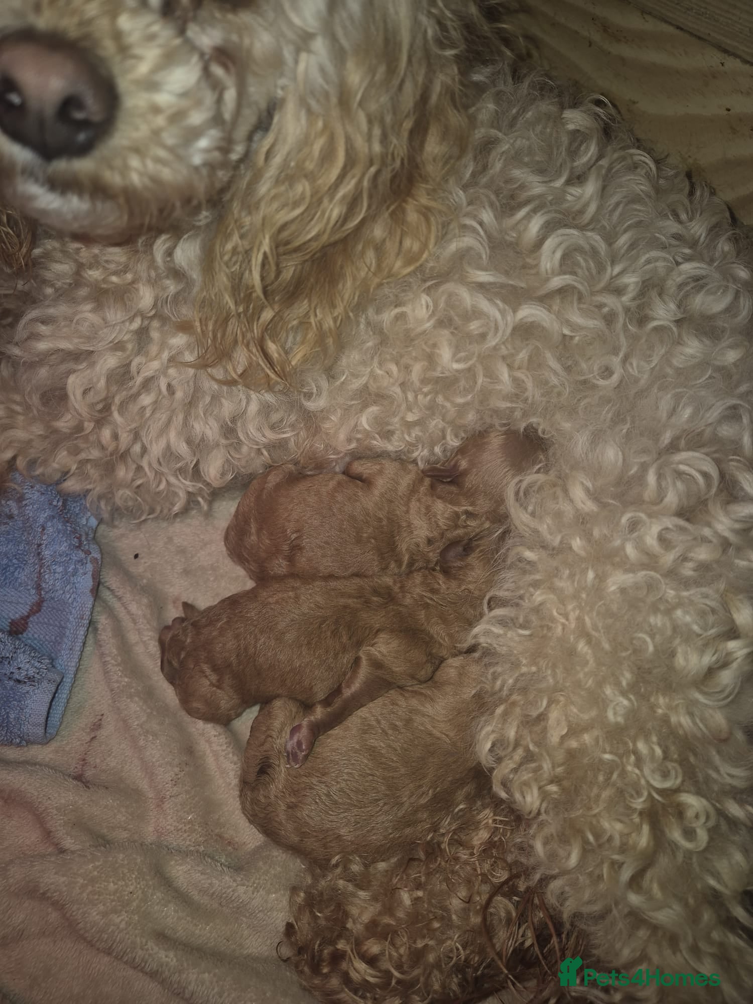 Maltipoo dogs Stunning maltipoo puppies - Advert 1