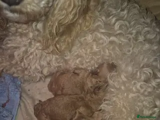 Maltipoo dogs Stunning maltipoo puppies - Advert 1