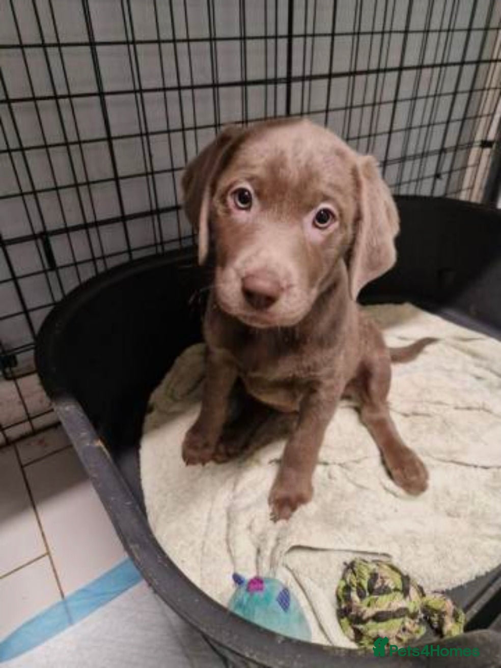 Labrador Retriever dogs READY TO GO silver labrador KC - Advert 1