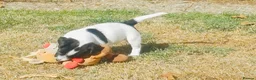 Jack Russell dogs for sale: 5 Gorgeous Puppies  in London - Advert 4