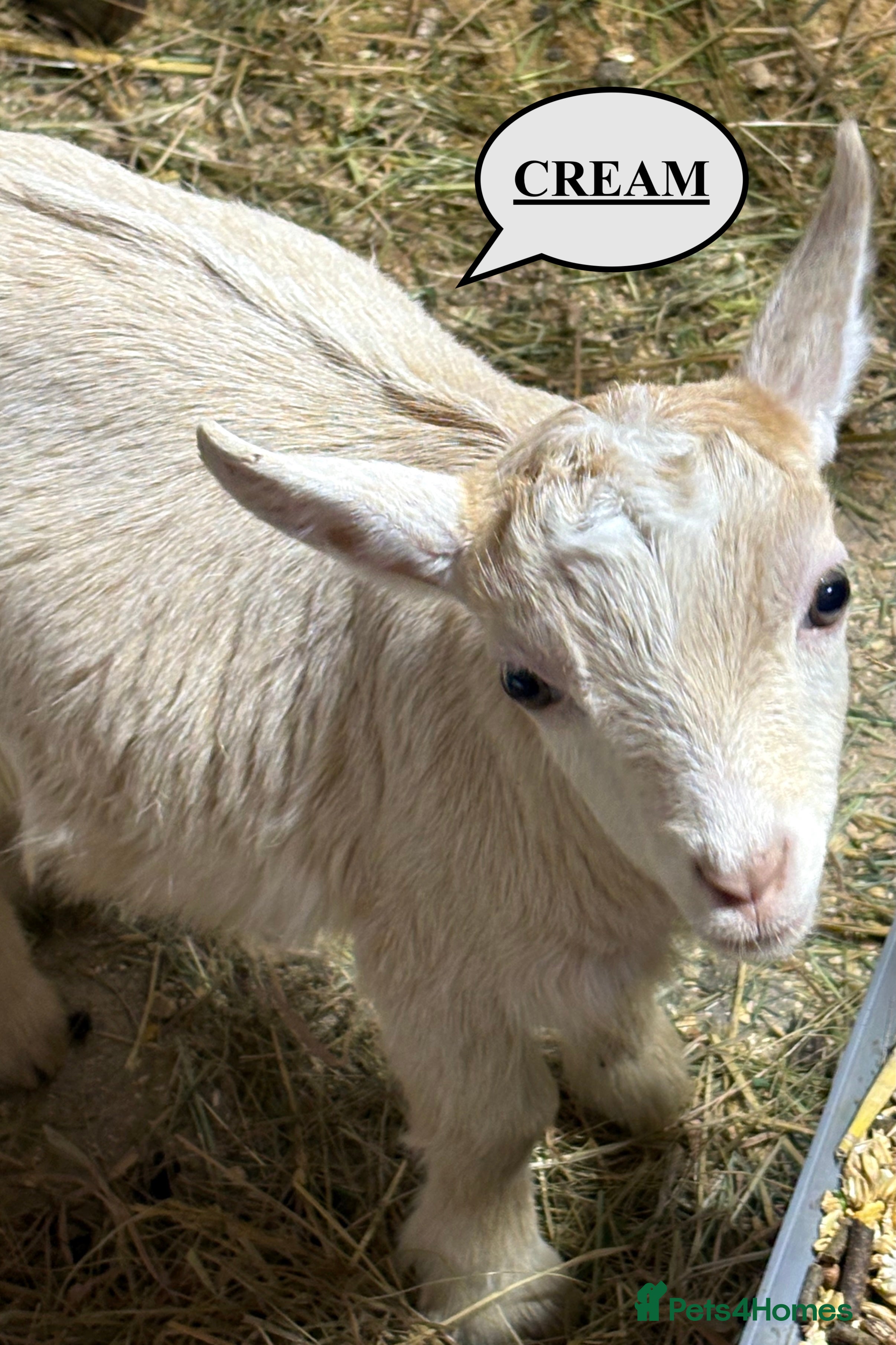 Goats livestock Very Friendly Pygmy Goat Wethers - Advert 7