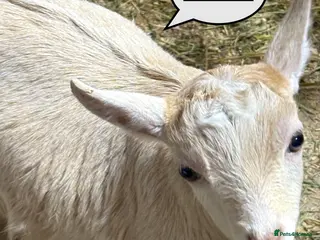 Goats livestock Very Friendly Pygmy Goat Wethers - Advert 7