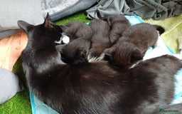 Mixed Breed cats for sale: 🐾 Adorable Black & White Kittens  🐾 - Image 1
