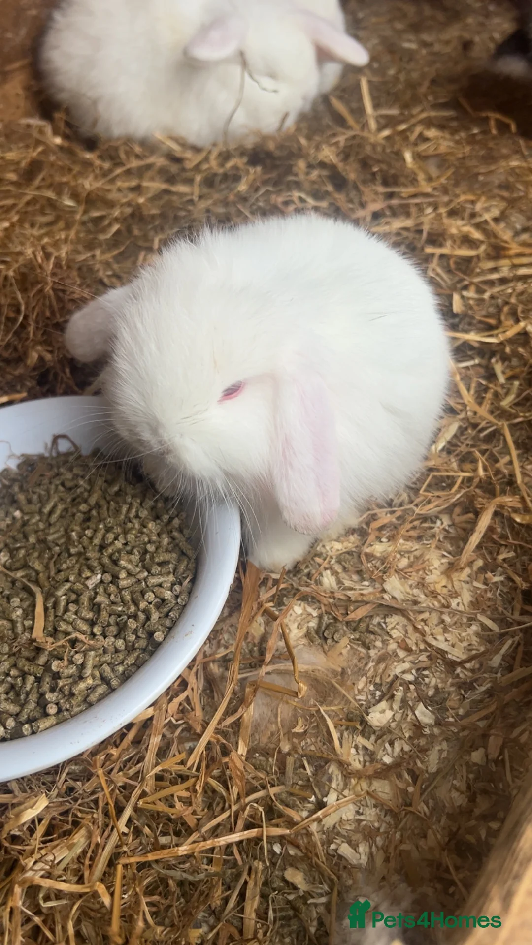 Dwarf Lop rabbits for sale: Dwarf lop  - Advert 2