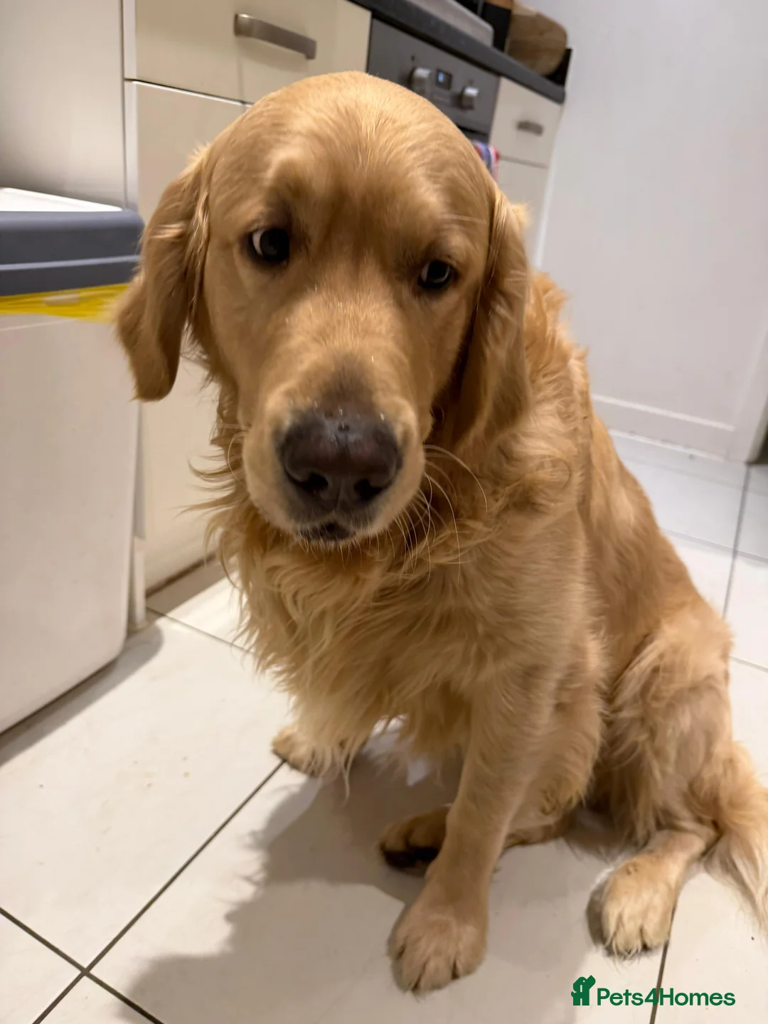 Golden Retriever dogs for sale: Golden Retriever Puppies For Sale - Advert 9