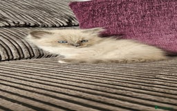 Ragdoll cats for sale: Stunning Ragdoll kittens looking for new homes - Image 12