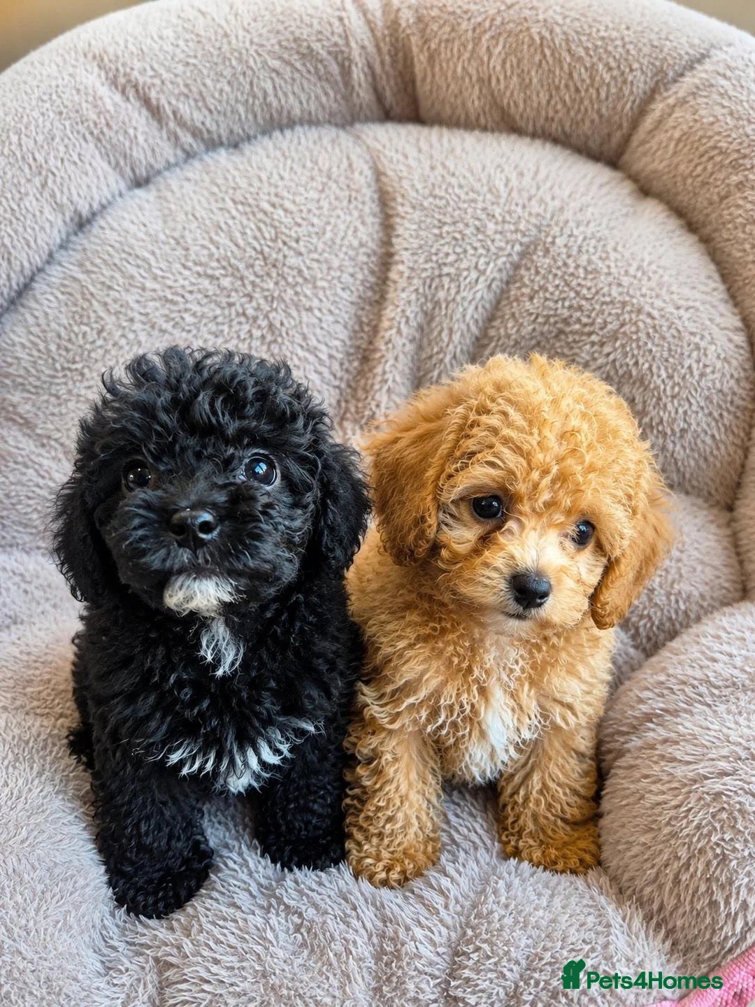 Toy Poodle dogs Beautiful Toy poodle puppy - Advert 11